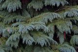 Chamaecyparis lawsoniana