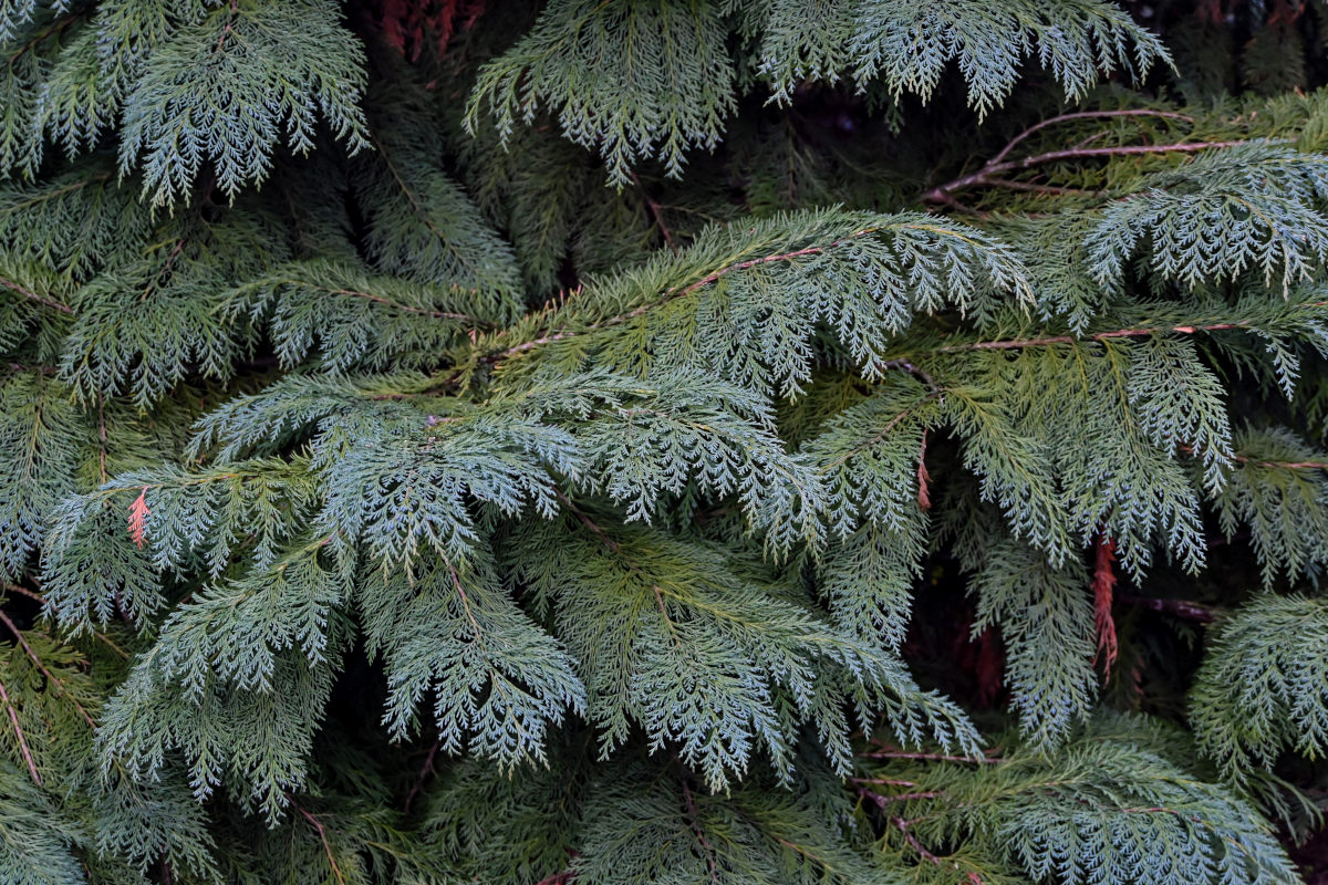 Изображение особи Chamaecyparis lawsoniana.