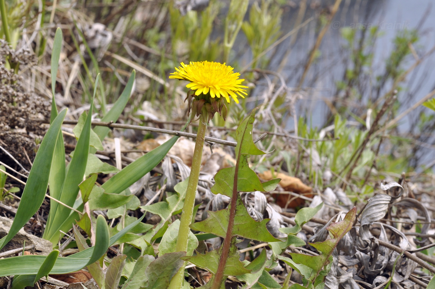 Изображение особи род Taraxacum.
