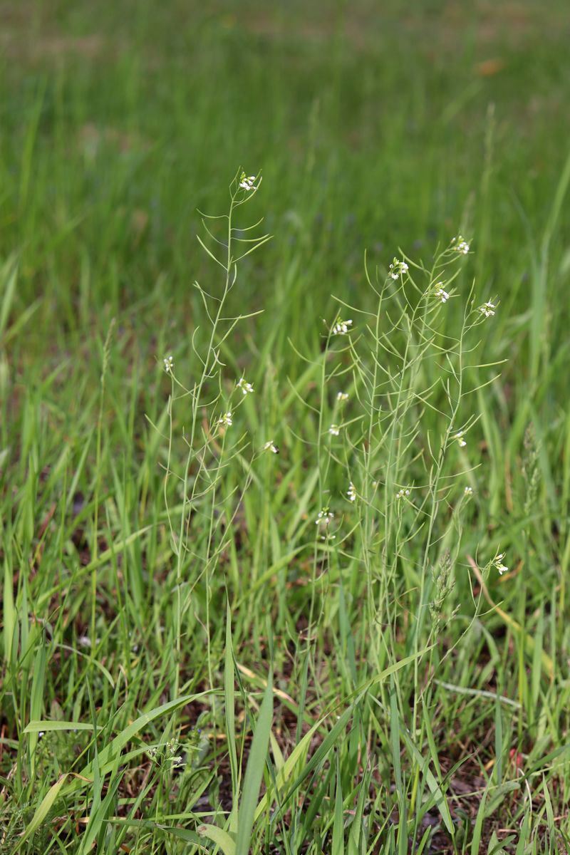 Image of Arabidopsis thaliana specimen.