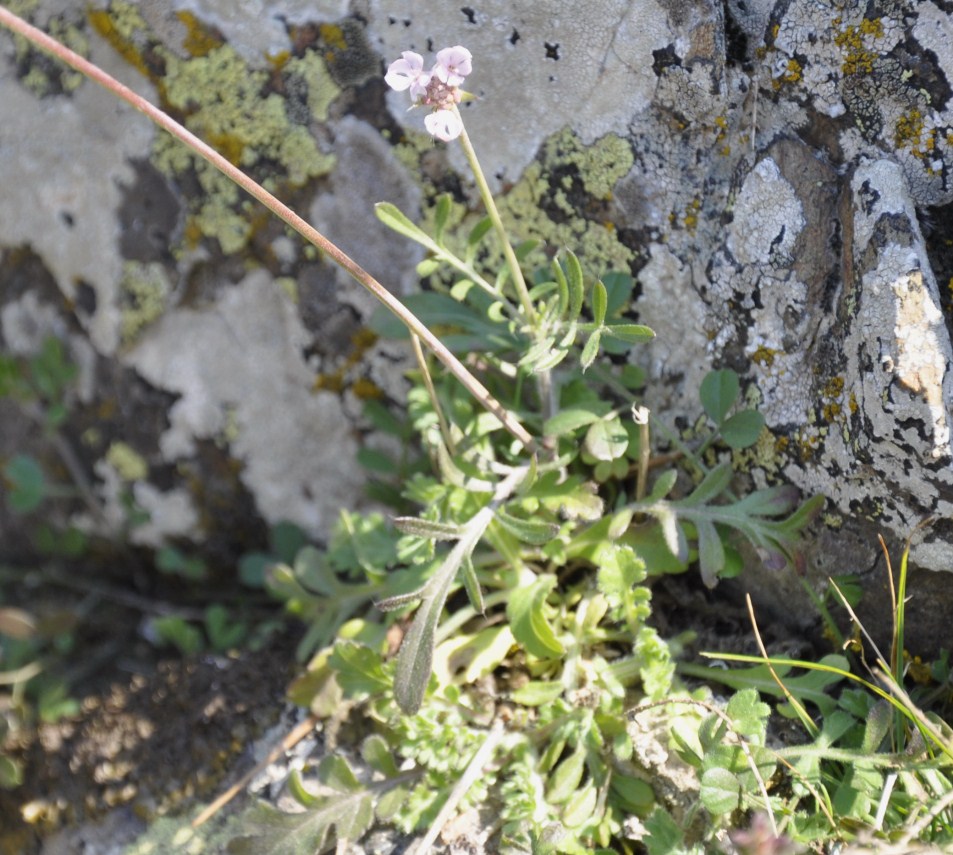 Изображение особи семейство Dipsacaceae.