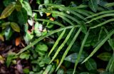 Pteris multifida