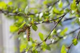 Betula czerepanovii