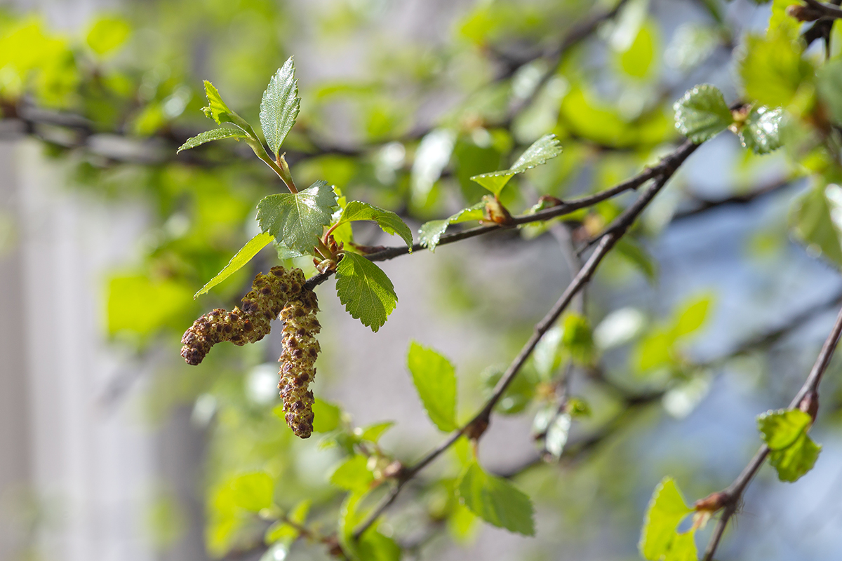 Изображение особи Betula czerepanovii.