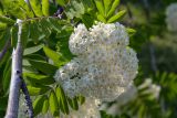 Фото Sorbus aucuparia подвид glabrata