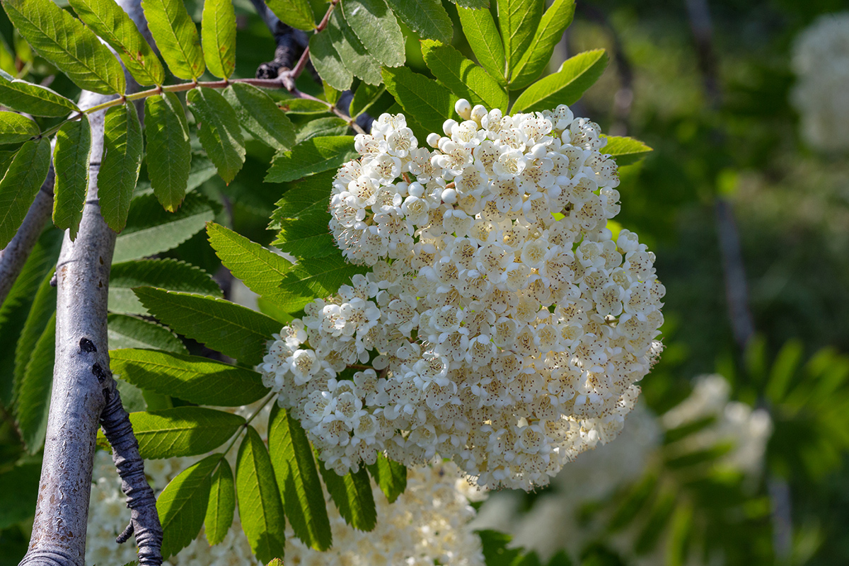 Изображение особи Sorbus aucuparia ssp. glabrata.