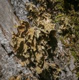 Lobaria pulmonaria