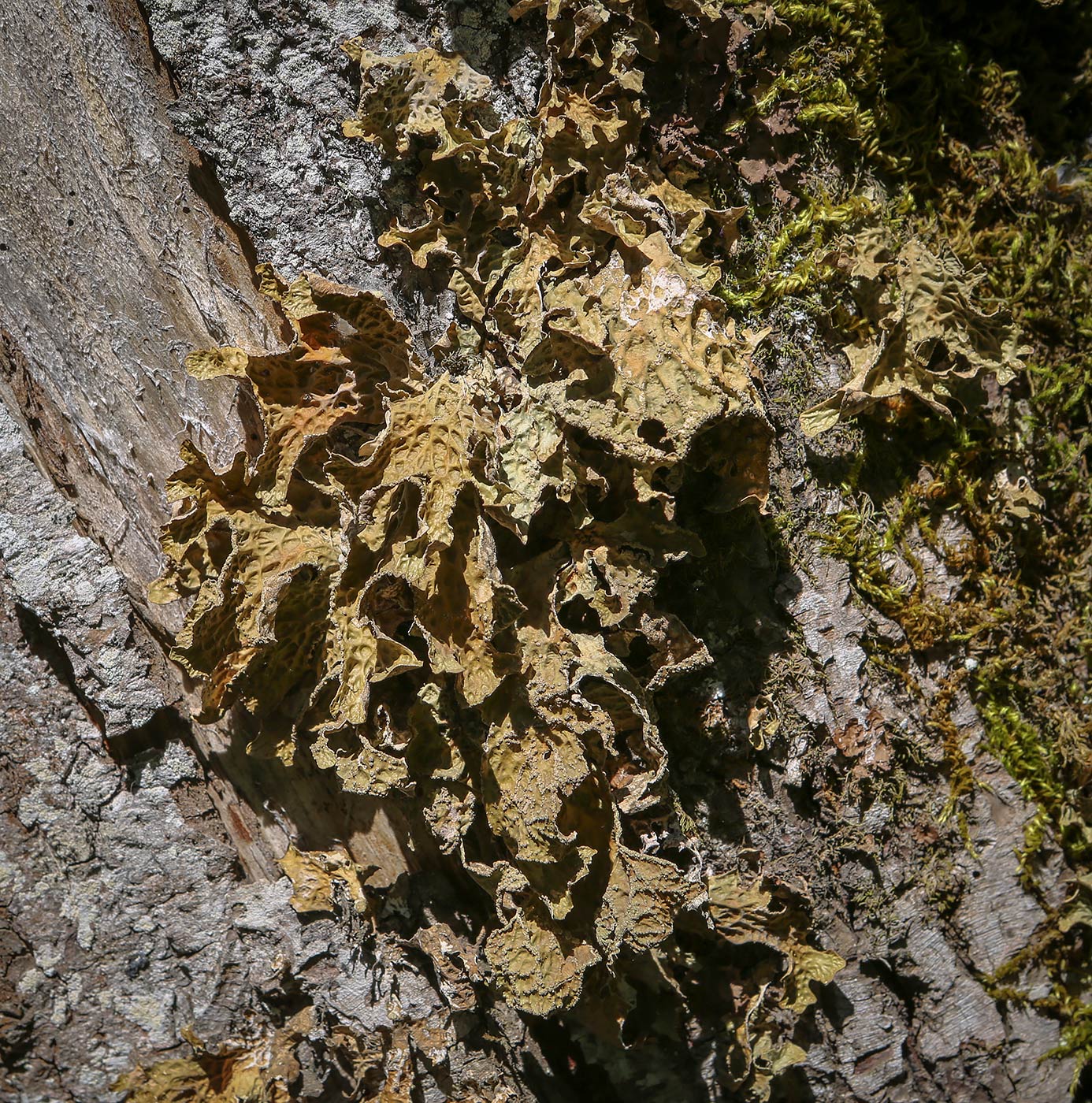 Изображение особи Lobaria pulmonaria.