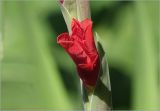 Gladiolus × gandavensis. Развивающийся цветок. Московская обл., Раменский р-н, окр. дер. Хрипань, садовый участок. 03.08.2025.