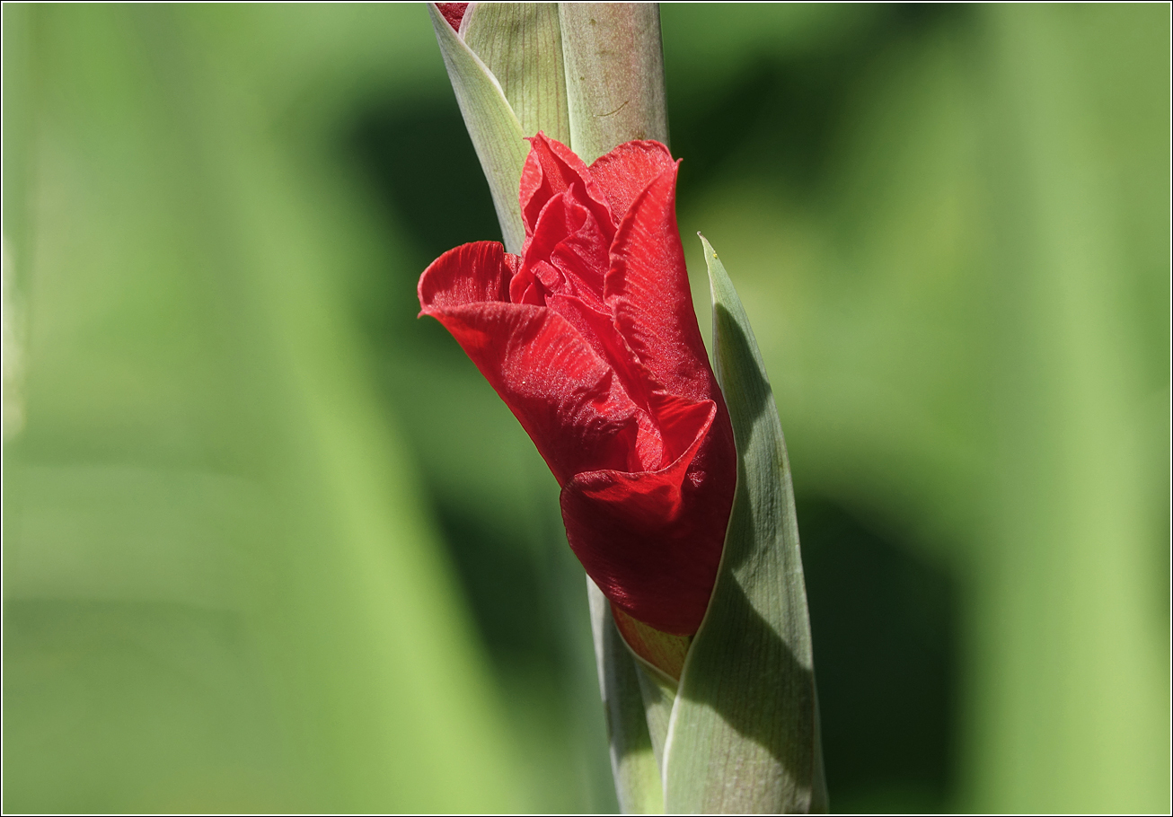 Image of Gladiolus × gandavensis specimen.
