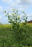 Bunias orientalis. Цветущее растение. Смоленск, ул. Тимирязева, пустырь у крепостной стены. 10.06.2025.