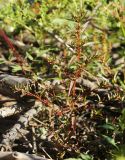Ludwigia epilobioides. Растение с созревающими плодами. Приморский край, Октябрьский р-н, окр. с. Чернятино, дол. р. Раздольная на левом берегу, пойма, на илистой отмели. 08.09.2025.