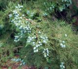 Platycladus orientalis