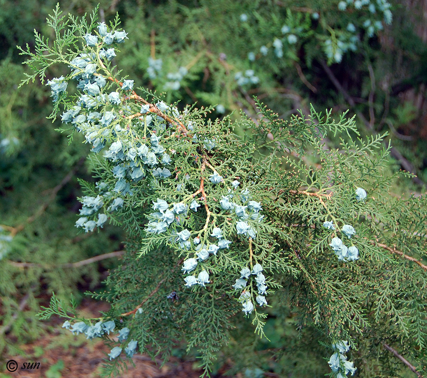 Image of Platycladus orientalis specimen.