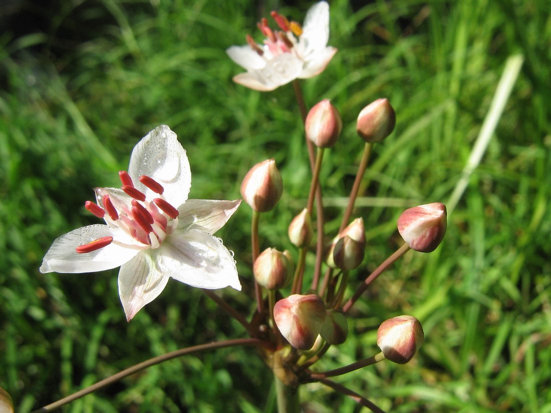 Image of Butomus umbellatus specimen.
