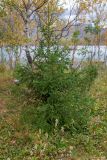 Picea obovata