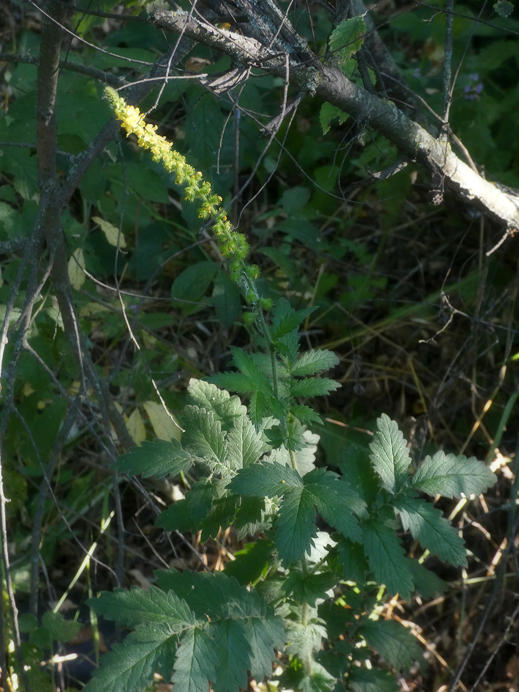 Image of Agrimonia eupatoria ssp. grandis specimen.