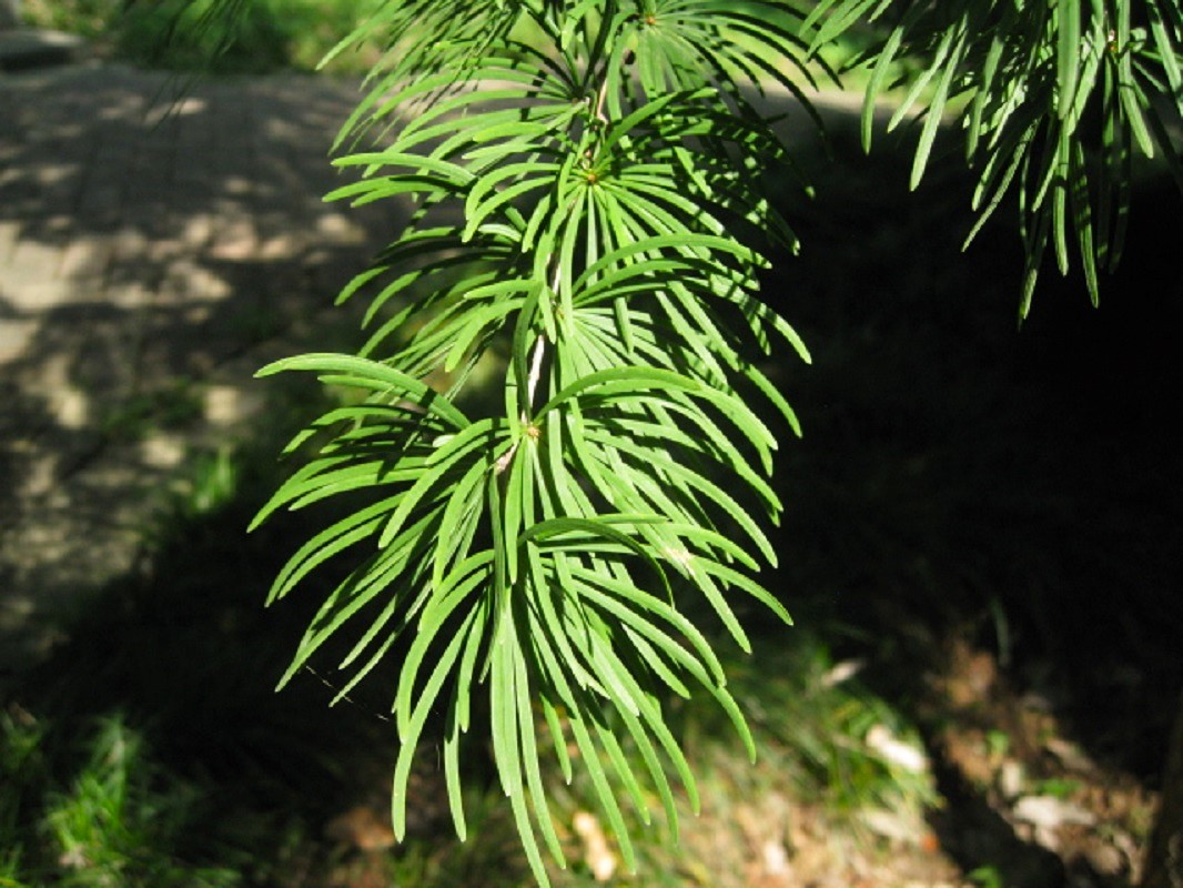 Image of Pseudolarix amabilis specimen.