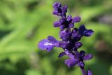 Salvia farinacea. Верхушка соцветия с бутонами и распустившимися цветками. Санкт-Петербург, Кировский р-н, цветник, в культуре. 06.09.2025.