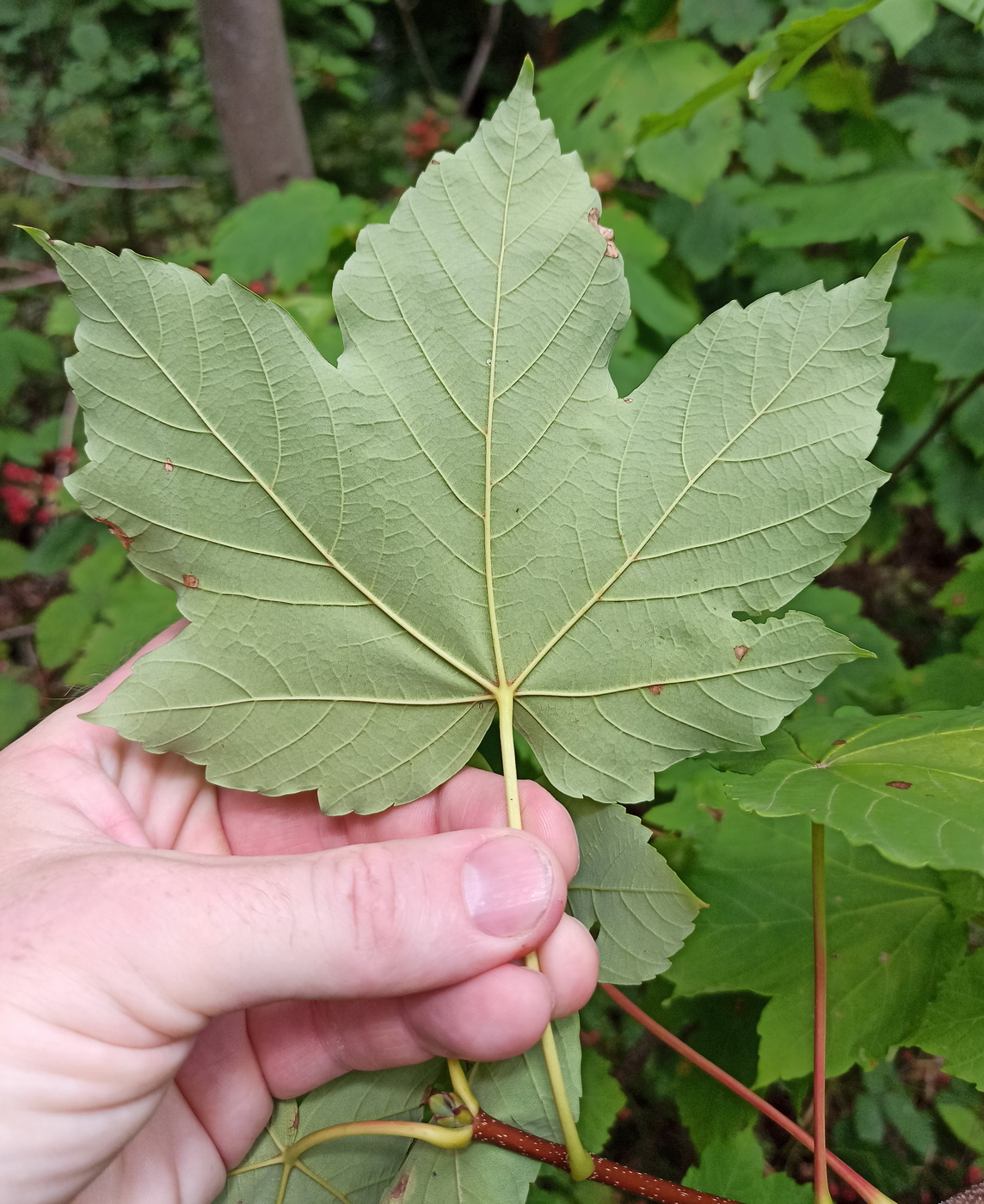 Изображение особи Acer pseudoplatanus.