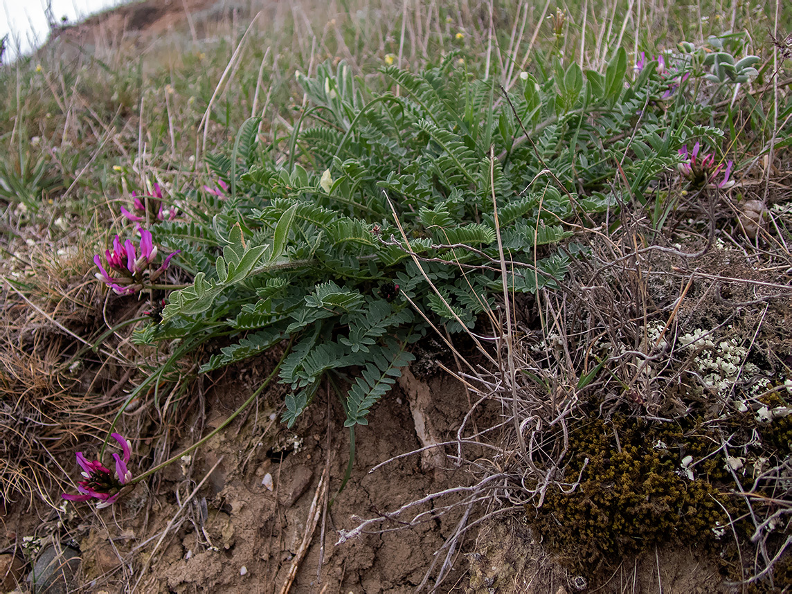 Изображение особи Astragalus suprapilosus.