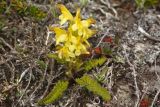 Pedicularis oederi