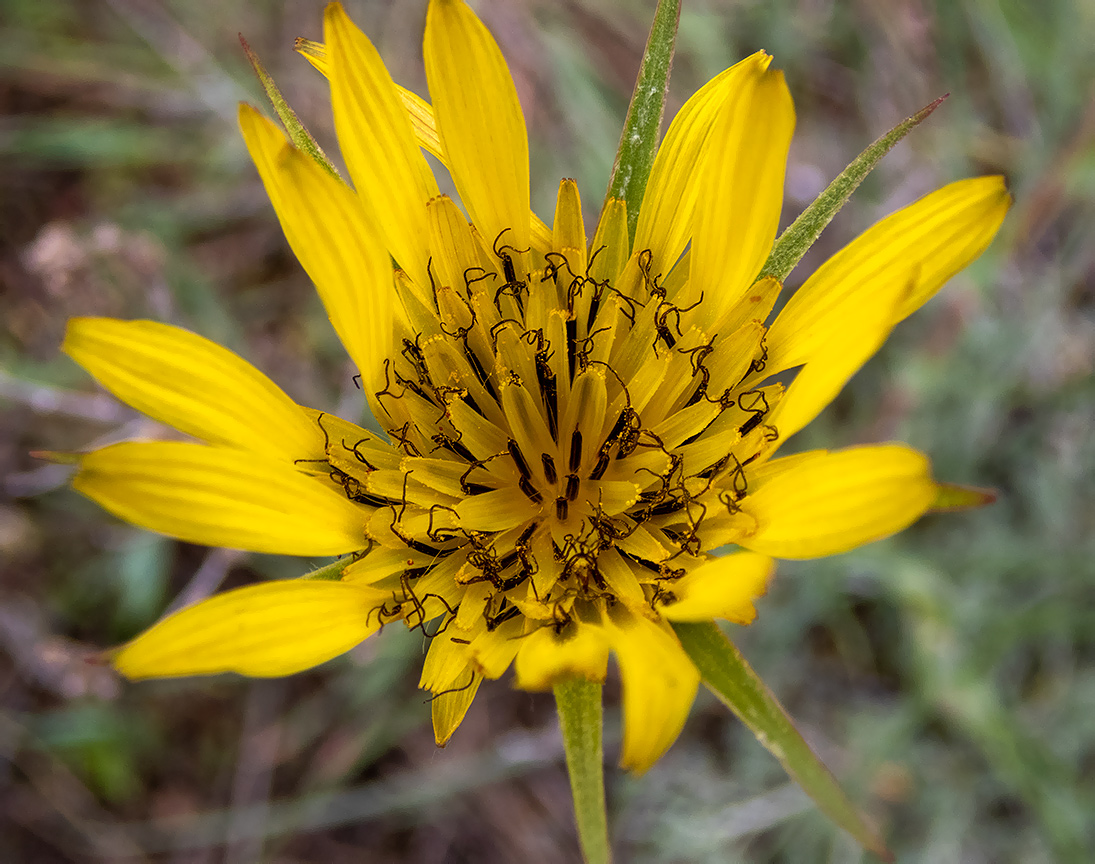 Image of genus Tragopogon specimen.