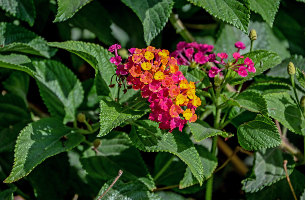 Image of Lantana &times; strigocamara specimen.