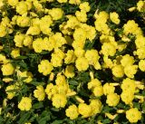 Oenothera tetragona. Цветущие растения (вид сверху). Узбекистан, г. Ташкент, пос. Улугбек, глинистая почва, в культуре. 25.05.2016.