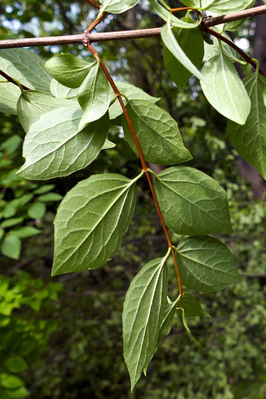 Изображение особи Philadelphus coronarius.