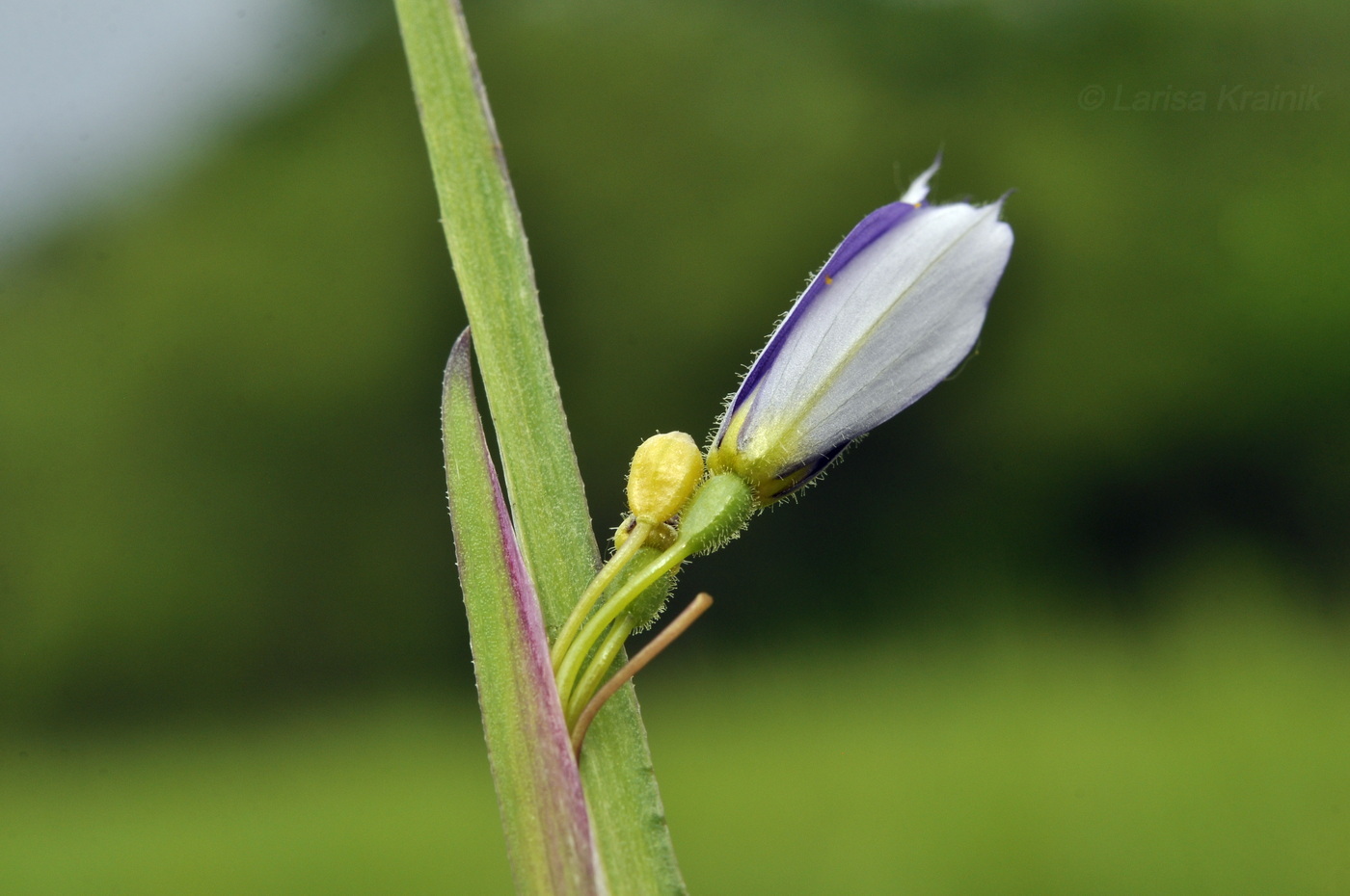 Изображение особи Sisyrinchium septentrionale.