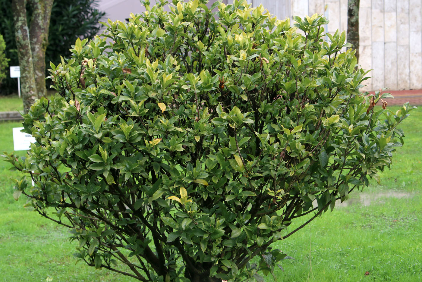 Image of Gardenia jasminoides specimen.