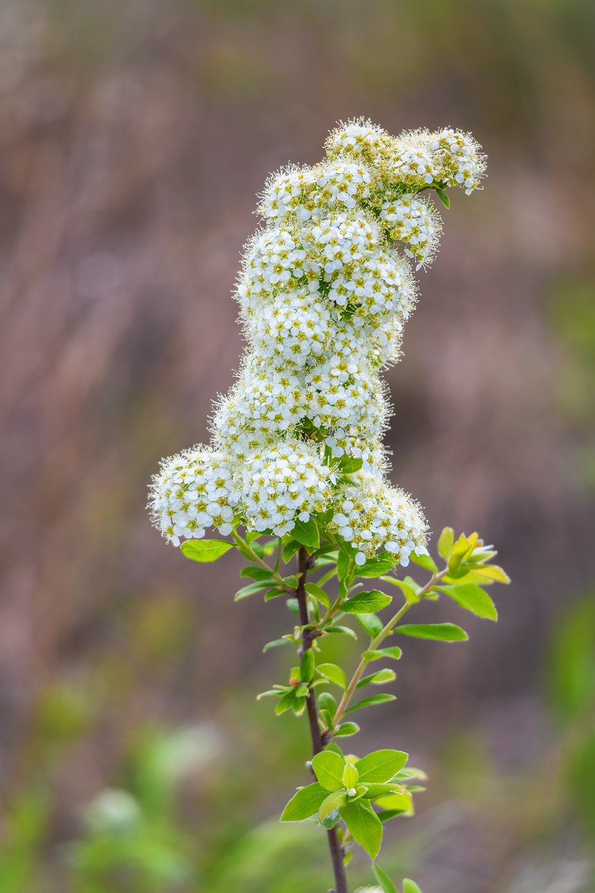 Изображение особи род Spiraea.