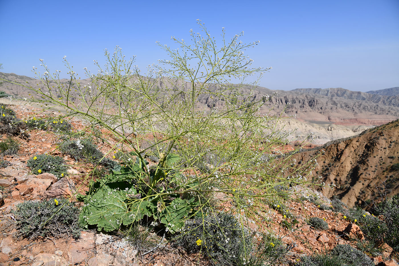 Image of Crambe kotschyana specimen.