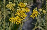 Helichrysum italicum