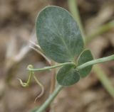 Coronilla scorpioides