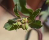 Euphorbia amygdaloides. Часть соцветия с плодом, завязью и фрагментами присоцветных листьев (форма ligulata). Испания, Каталония, пров. Жирона, комарка Ла-Гарроча, муниципалитет Тортелья, берег р. Льерка, заросли кустарников. 26.04.2026.