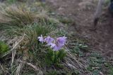 Primula amoena. Цветущее растение. Адыгея, Кавказский биосферный запов., плато Лагонаки, 2 км к северо-западу от горы Нагай-Кош, луг. 7 мая 2025 г.