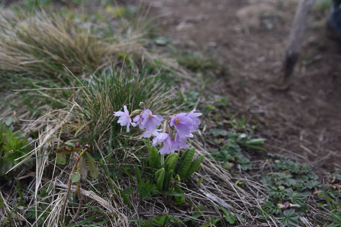 Image of Primula amoena specimen.