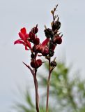 Canna indica. Соцветие и соплодия. Португалия, Азорские о-ва, о-в Сан-Мигел, р-н Ашада, в культуре. 12.08.2025.