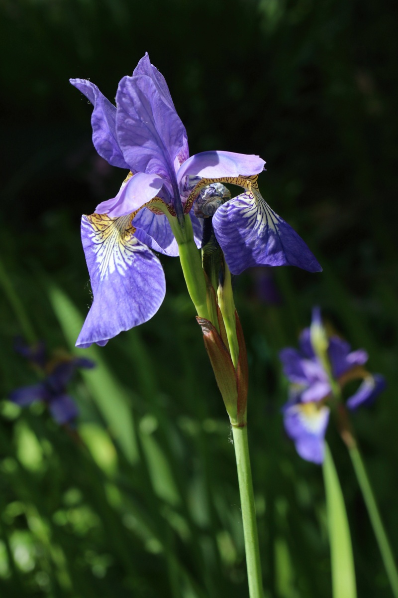 Изображение особи Iris sibirica.
