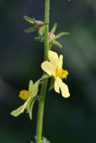 genus Verbascum. Часть побега с цветками. Грузия, край Самцхе-Джавахети, окраина с. Тмогви, окр. южного берега оз. Цунда, горная степь. 6 июня 2026 г.