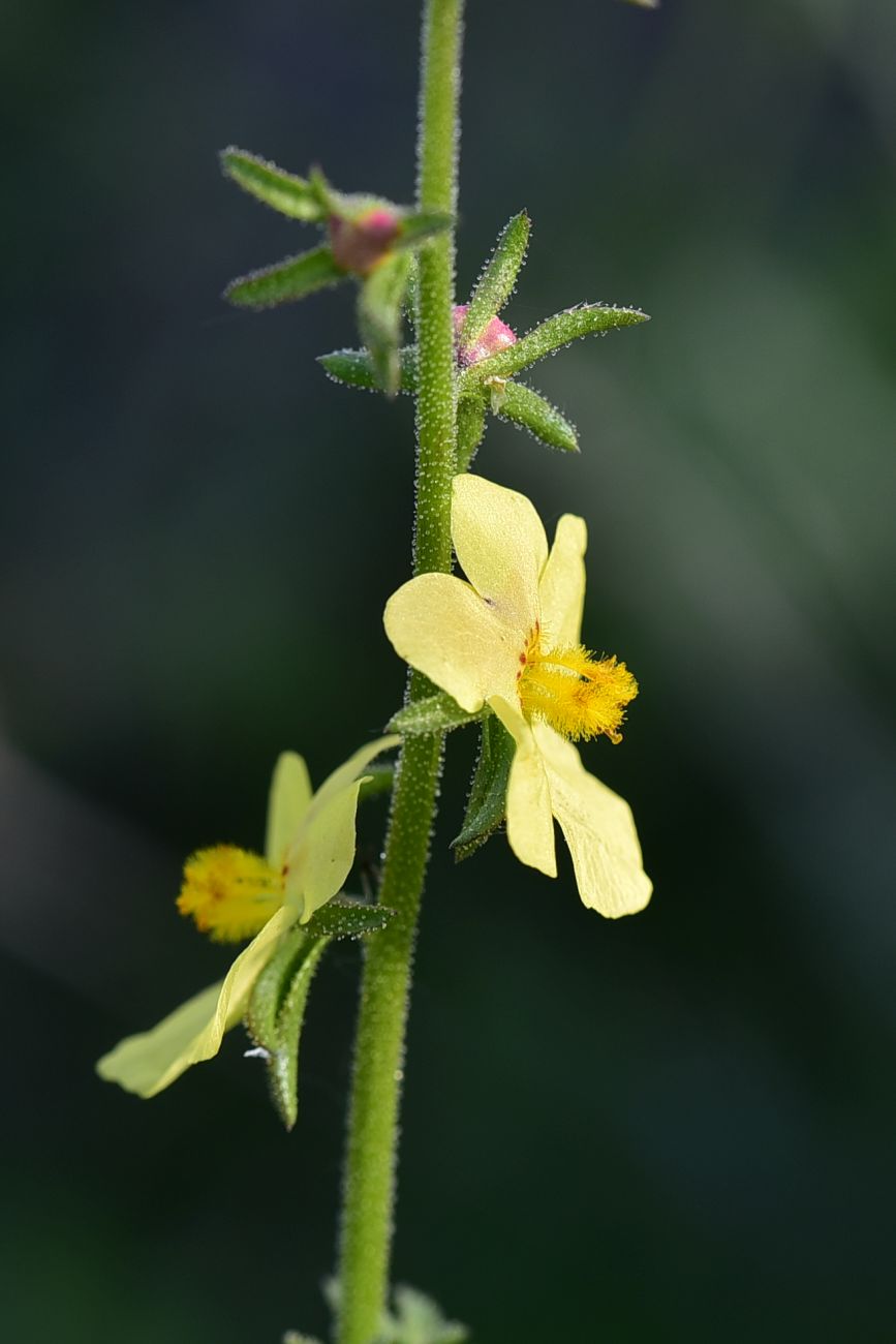 Image of genus Verbascum specimen.