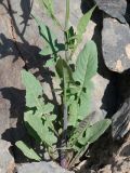 Sisymbrium brassiciforme. Прикорневая часть цветущего растения. Таджикистан, Горно-Бадахшанская автономная обл., Рушанский р-н, хр. Музкол, Сарезское оз., Усойский завал, ≈ 3255 м н.у.м., берег озера со скоплением крупноглыбового обломочного материала. 22 июня 2026 г.