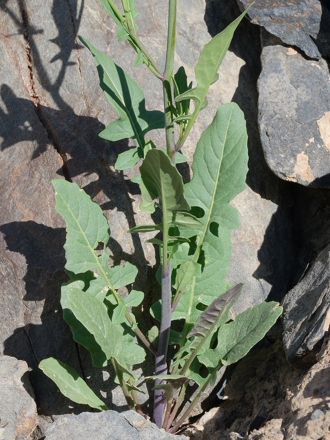 Image of Sisymbrium brassiciforme specimen.