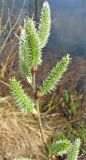 Salix cinerea