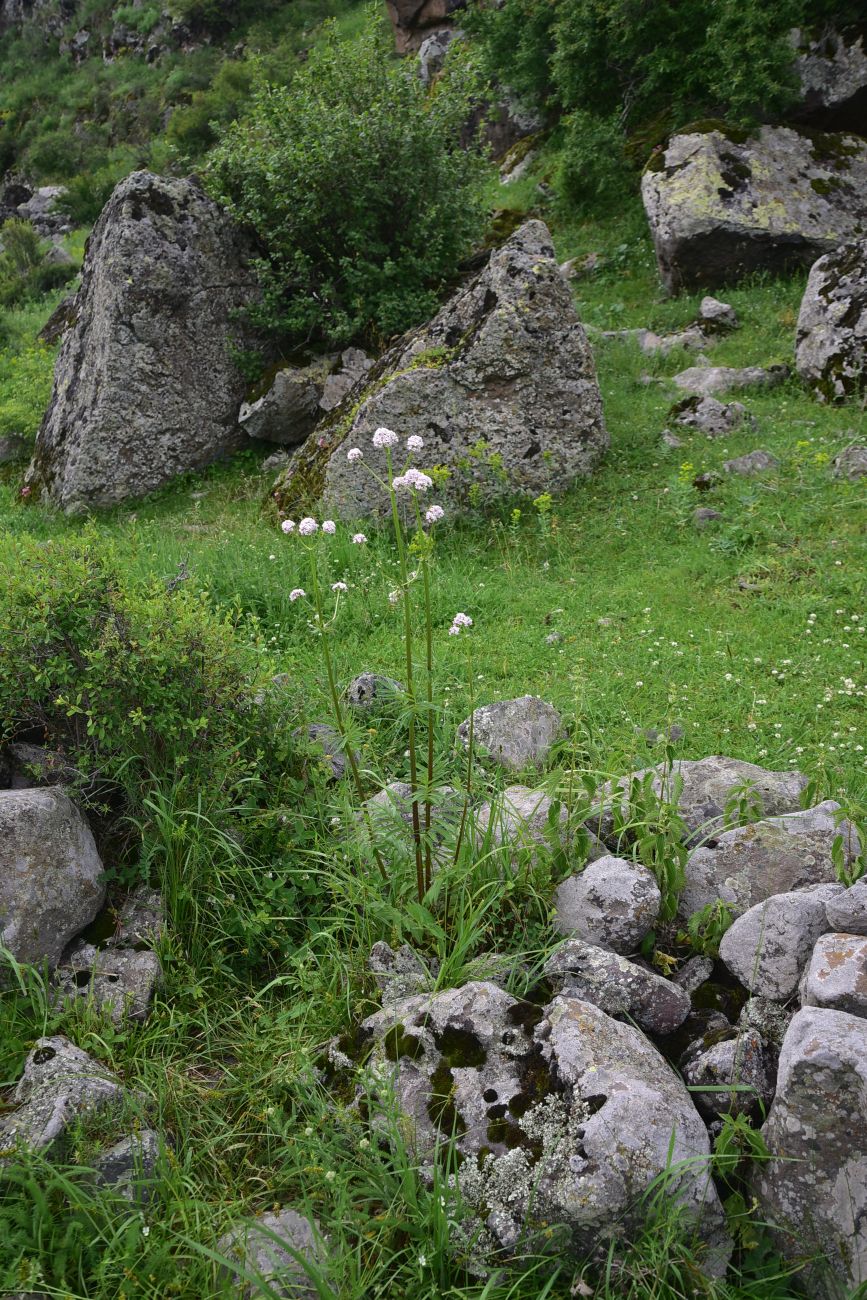 Изображение особи Valeriana officinalis.