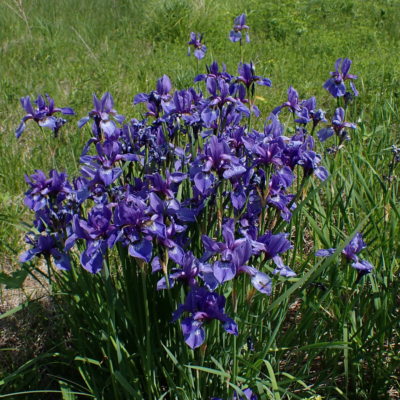 Image of Iris sanguinea specimen.
