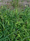 Bidens frondosa. Верхушка цветущего и плодоносящего растения. Московская обл., Талдомский гор. округ, окр. пос. Вербилки, берег р. Дубна, у воды. 23.08.2026.