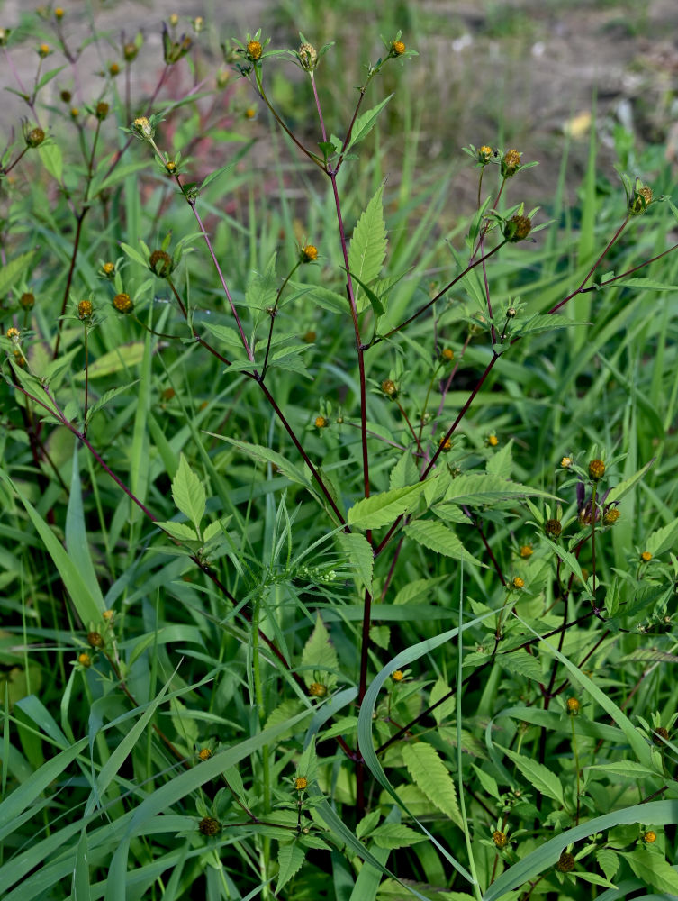 Image of Bidens frondosa specimen.